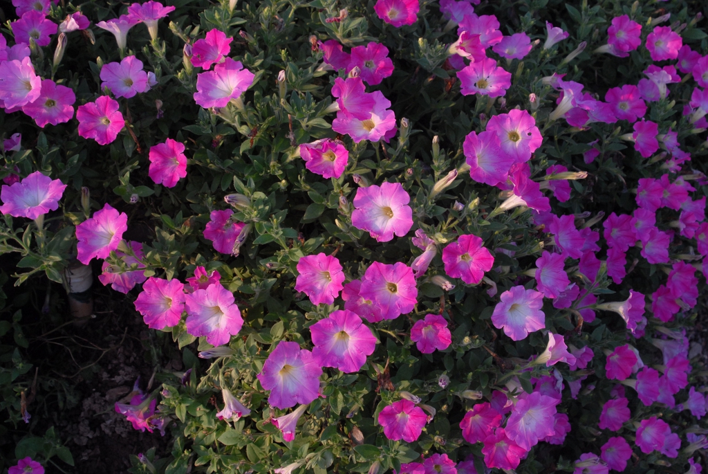 'Opera Supreme Pink Morn' Flower