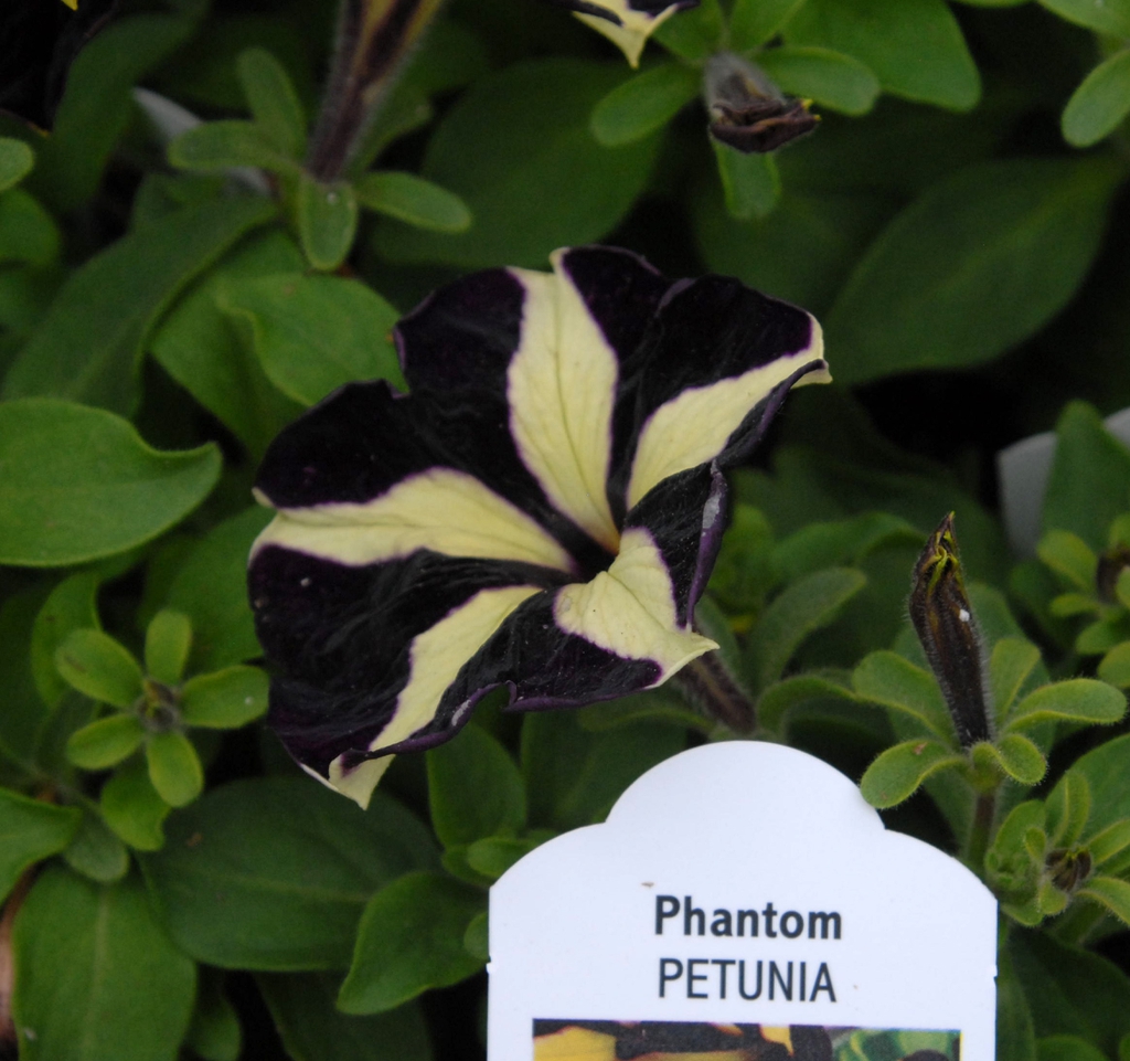 Petunia 'Phantom' Flower