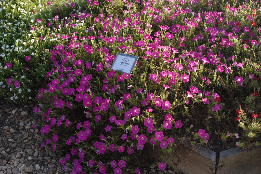 'Picnic Light Pink' Form