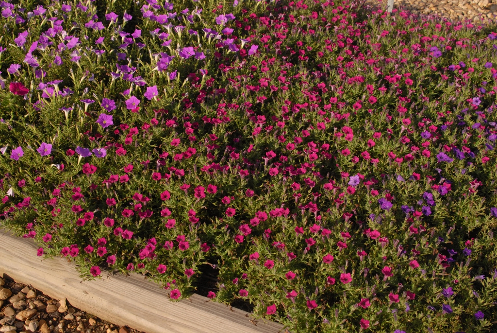 'SUM Indigo Charm' Form