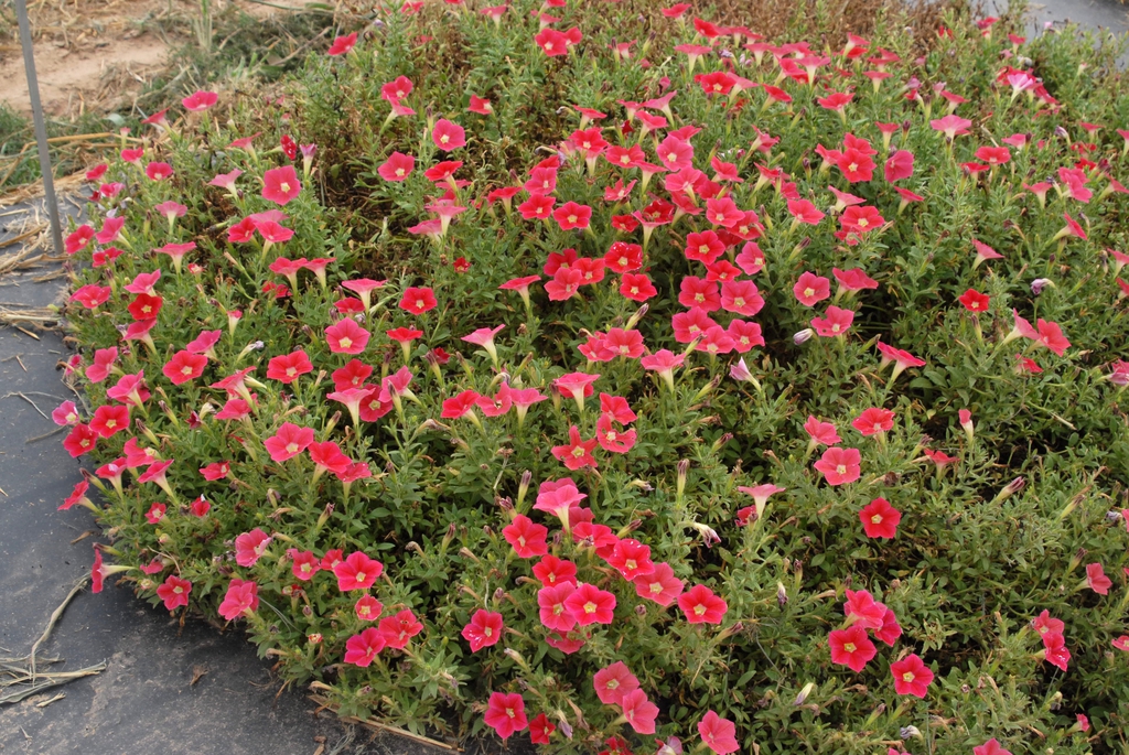 Petunia x Hybrida