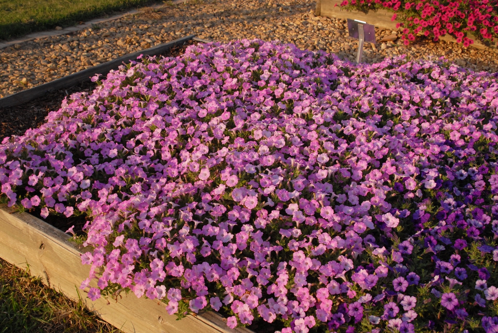Petunia Hybrida