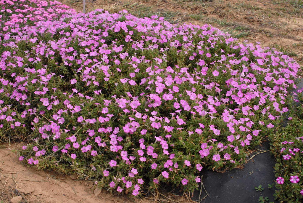 Petunia x Hybrida