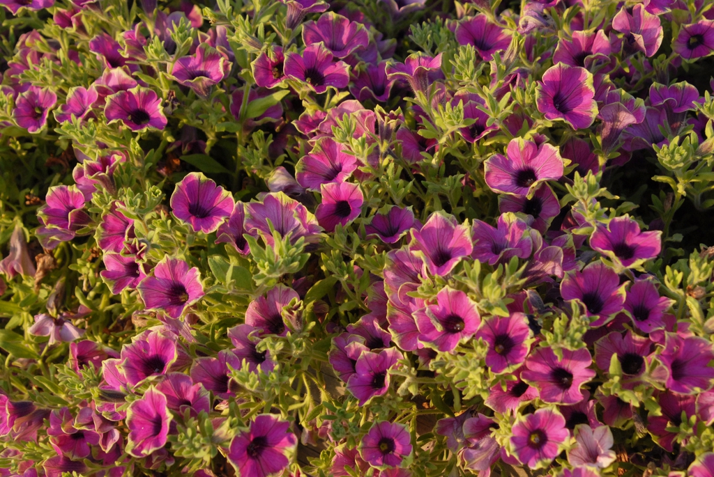 Petunia x Hybrida