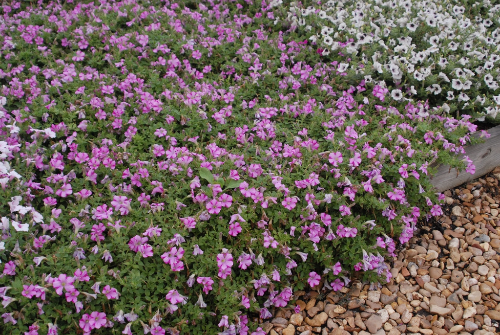 Petunia 'Supertunia Raspberry Blast' Flower Form