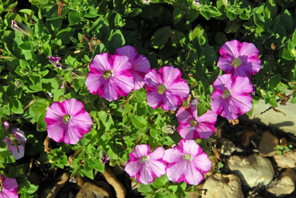 'Supertunia Raspberry Blast' Flower