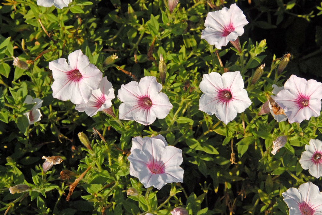 'Supertunia Vista Silverberry' Flower