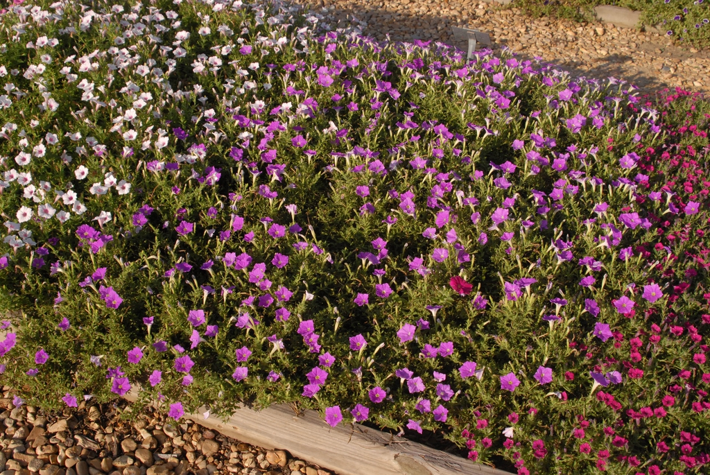 'Supertunia Vista Lavender' Form