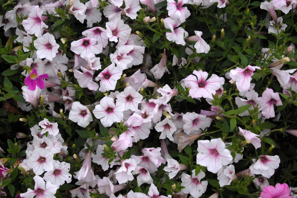 Petunia 'Supertunia Vista Silverberry' Flower