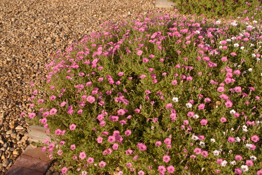 'Supertunia Vista Bubblegum' Form