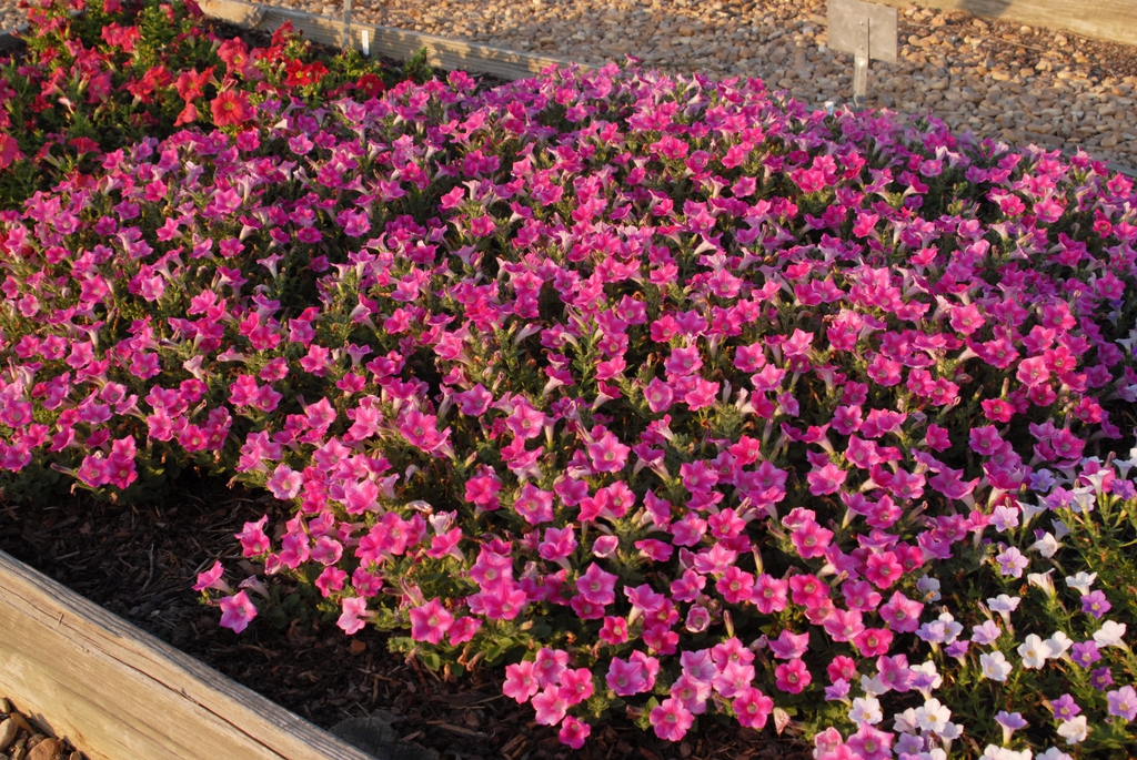 Petunia x Hybrida