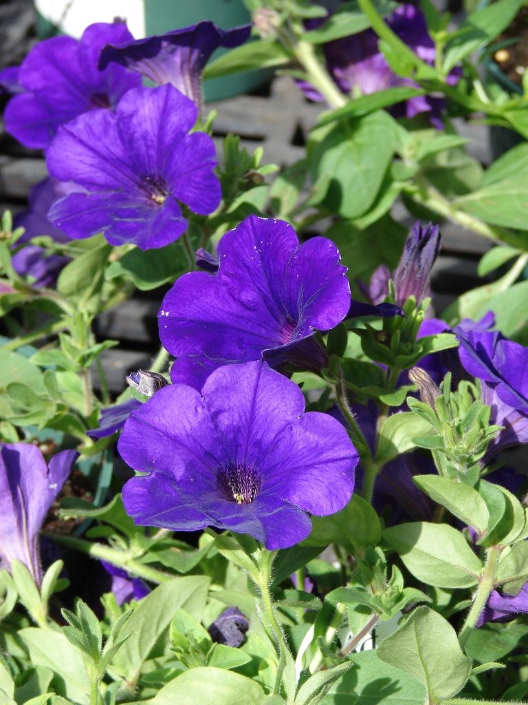 Supertunia royal velvet flowers and leaves