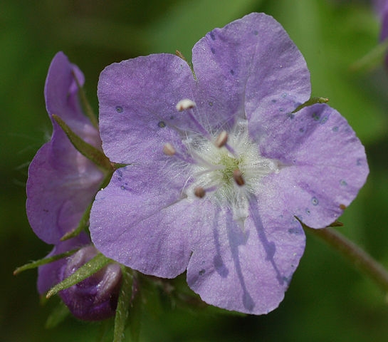 Phacelia bipinnatifida