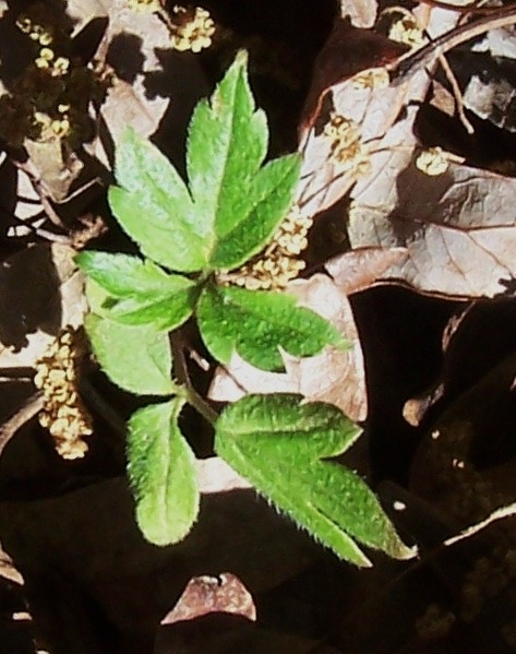 Top view of 2-month seedling