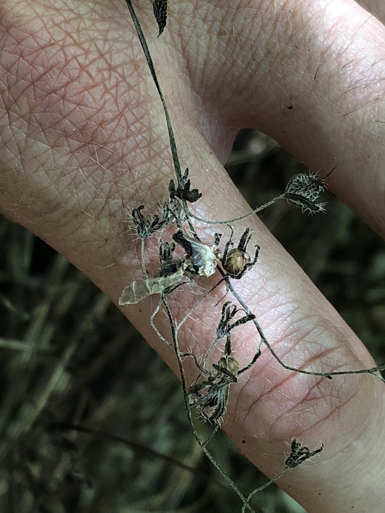 Capsules