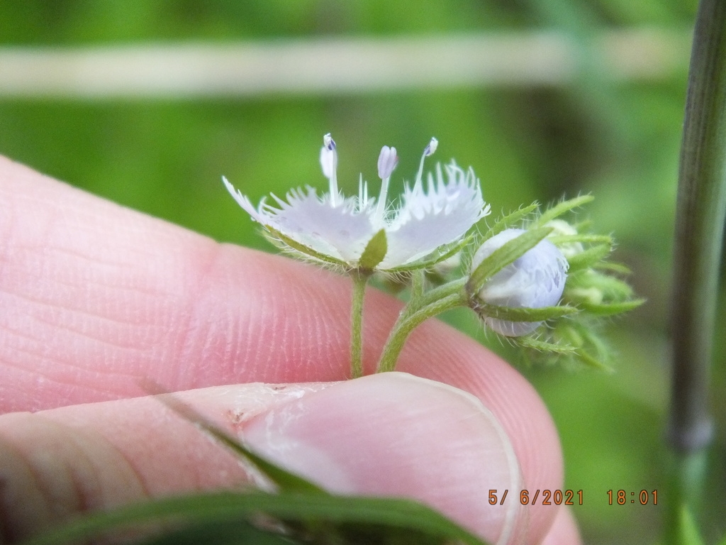 Hairs on calyces