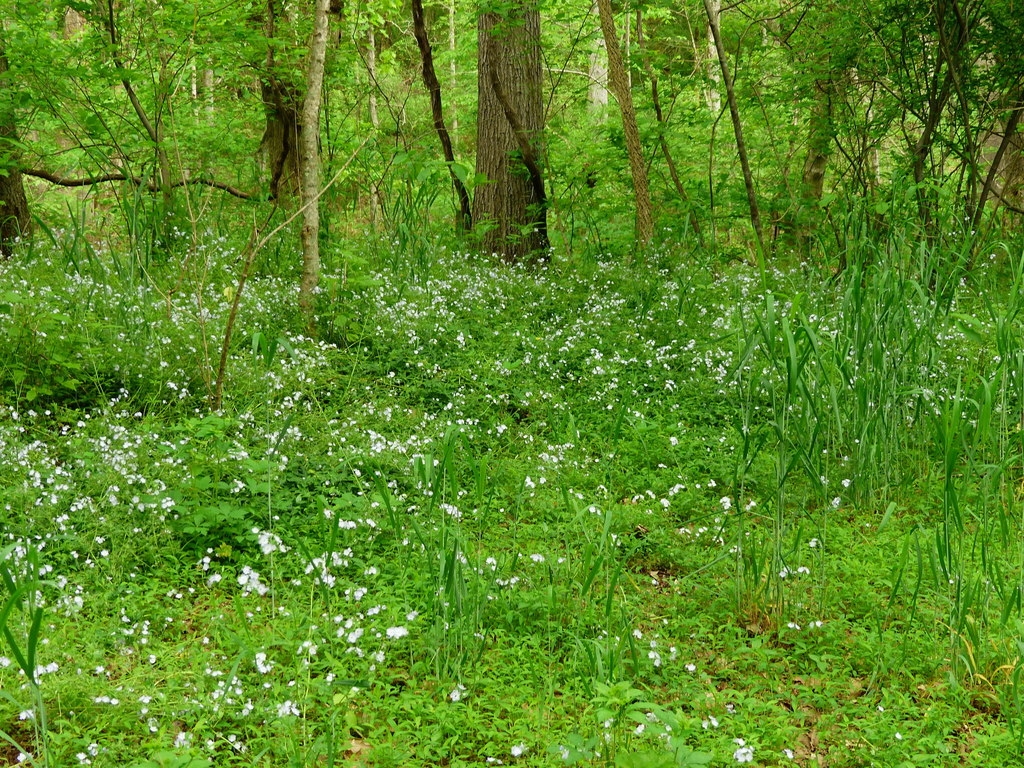 Native habitat