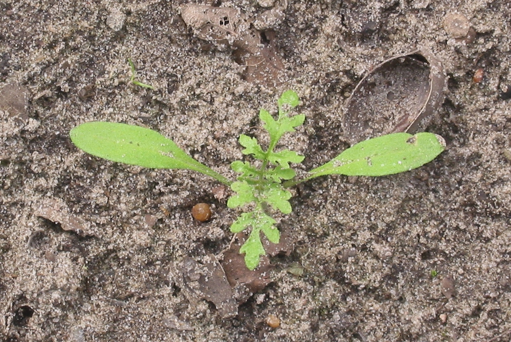 Seedling
