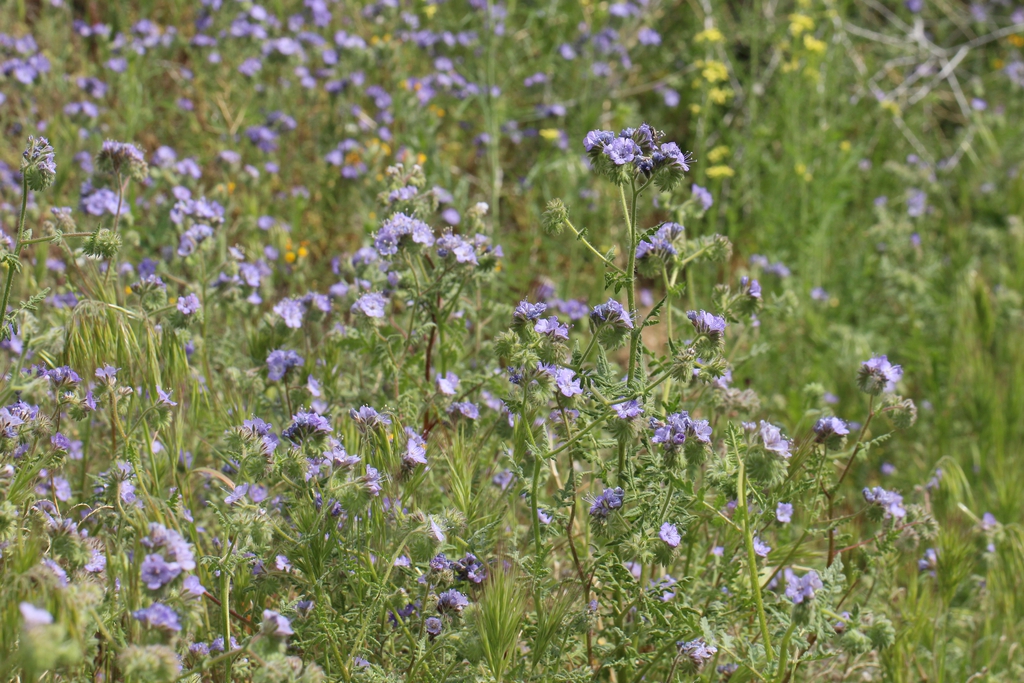 Form