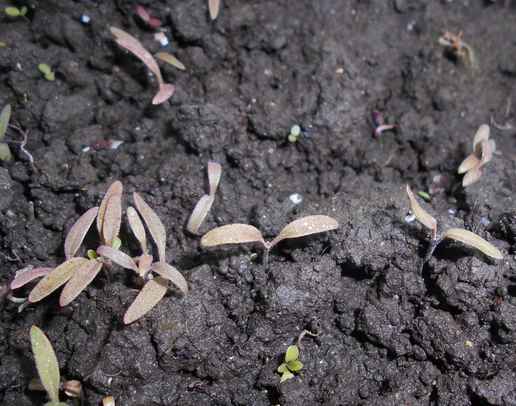 Seedlings
