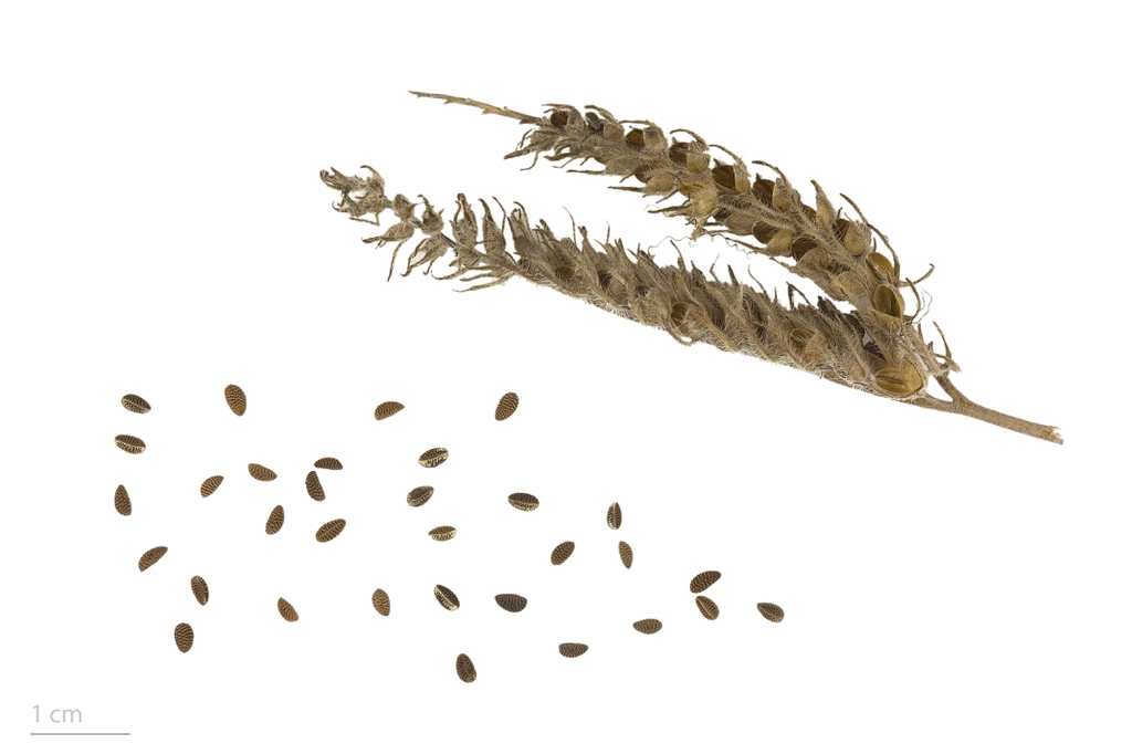 Seeds