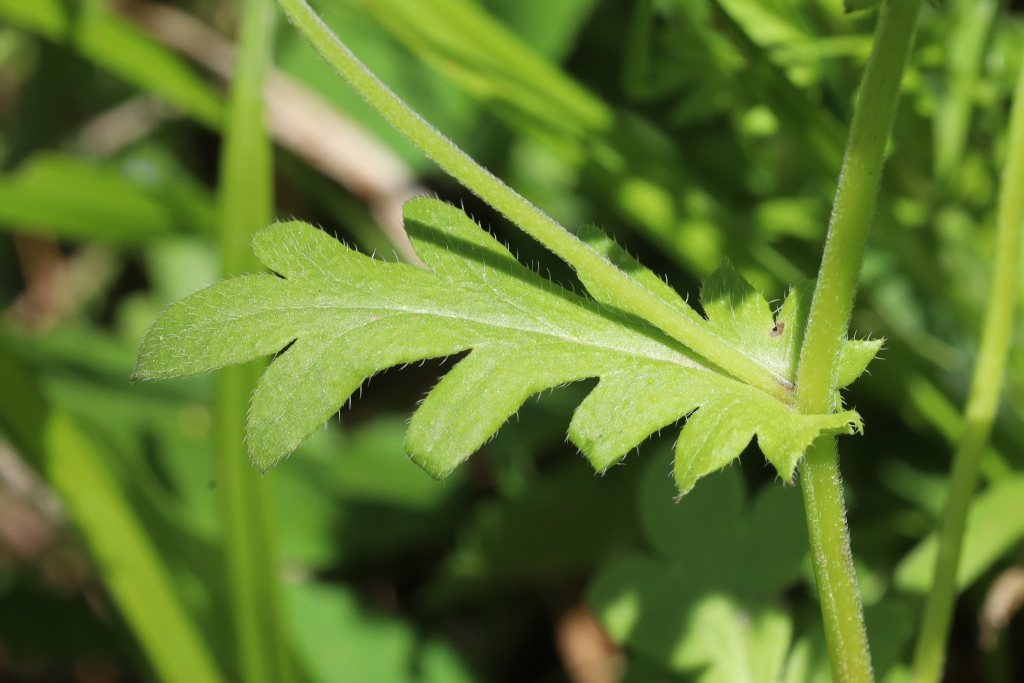 Lobed clasping hairy leaf and stem