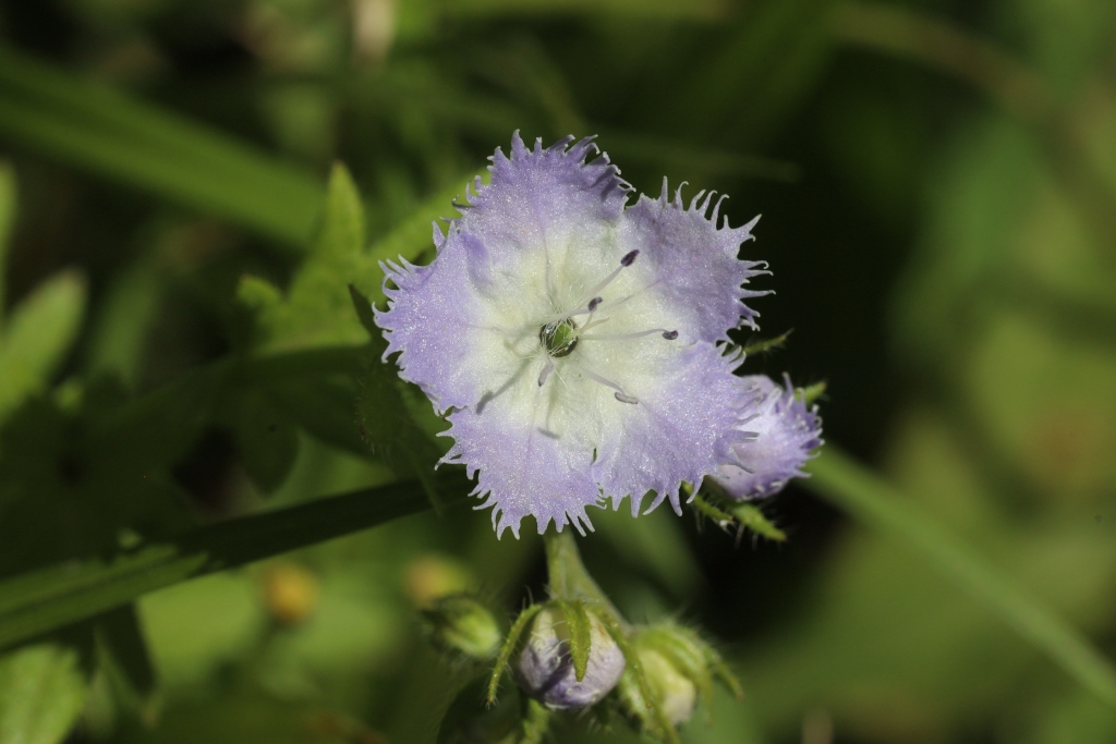 Flower detail