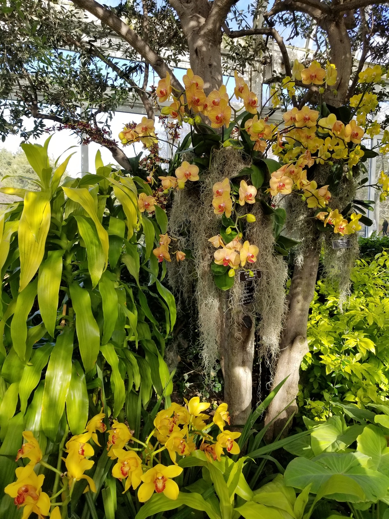 Phalaenopsis