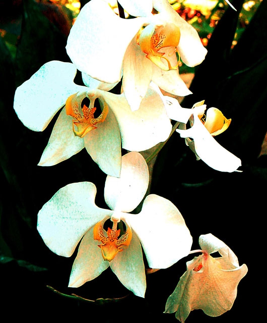Phalaenopsis