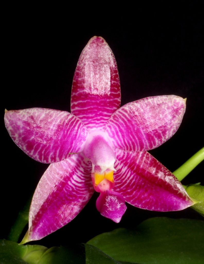 Phalaenopsis × gersenii