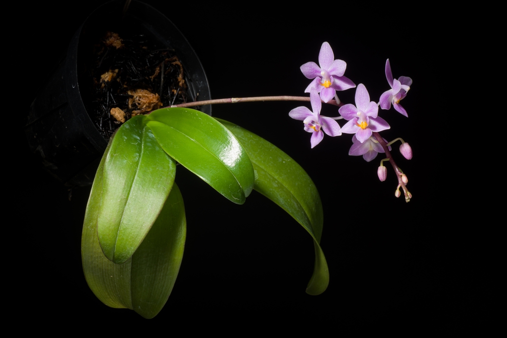 Phalaenopsis equestris