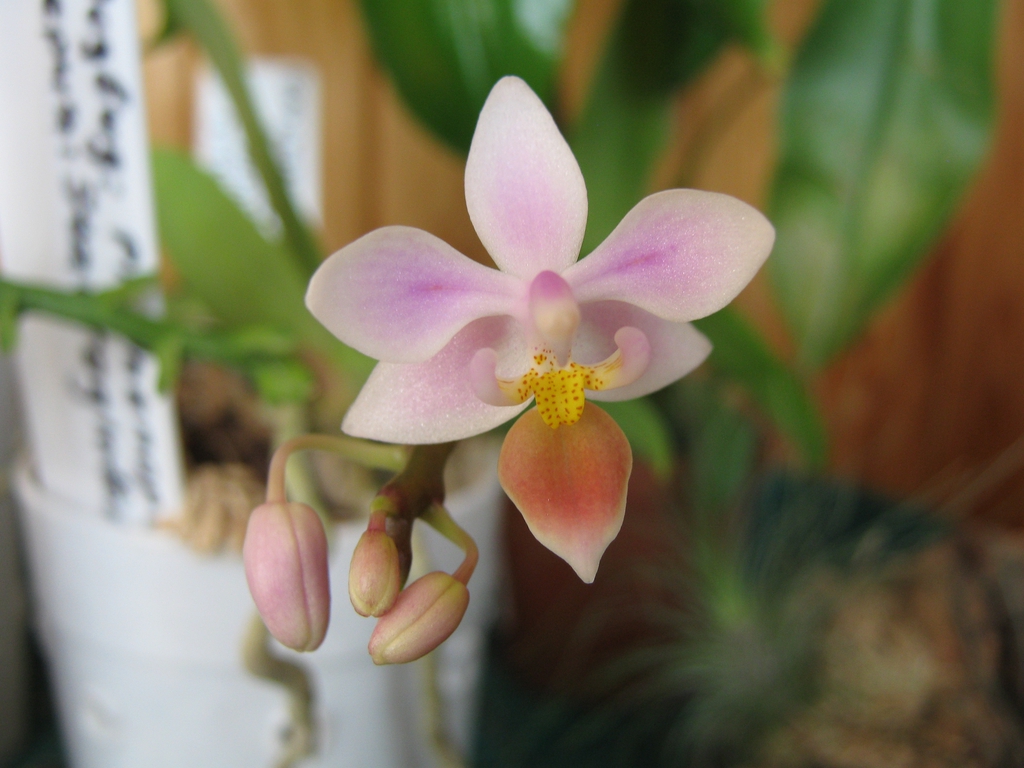 Flower and Leaves