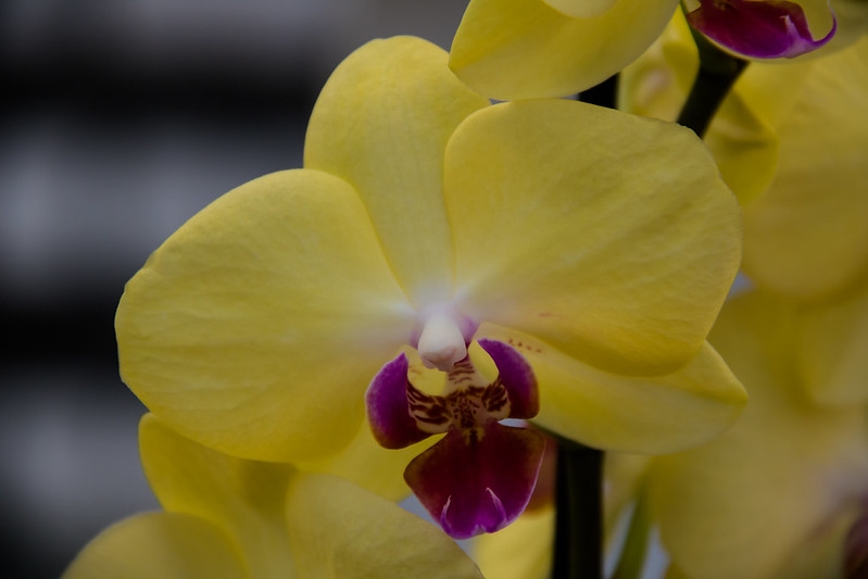 Yellow flowers with red lips
