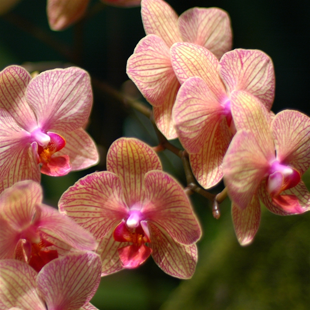 Phalaenopsis hybrid
