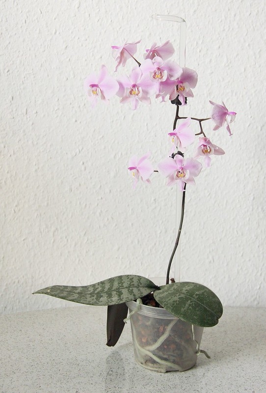 Potted moth orchid with variegated leaves and pink flowers.