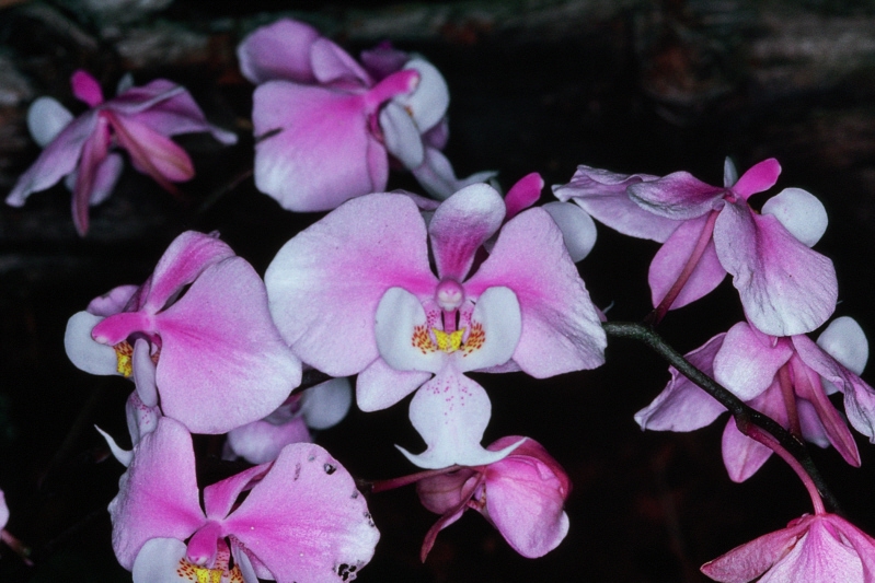 Phalaenopsis schilleriana
