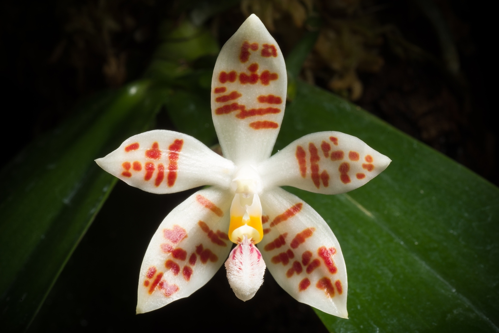 Phalaenopsis sumatrana