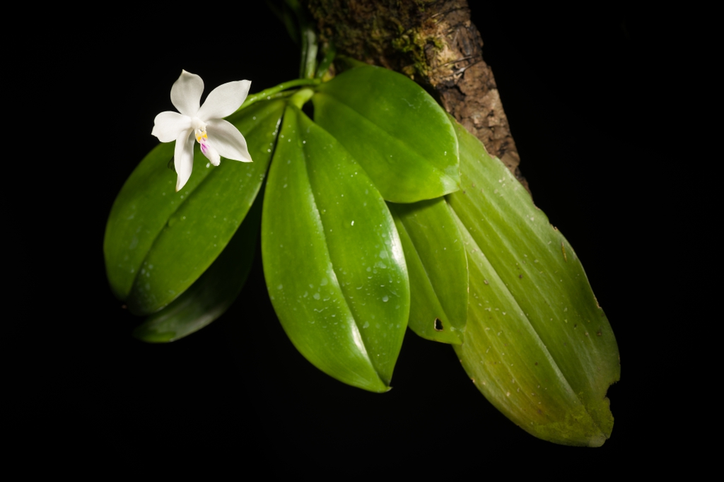 Phalaenopsis