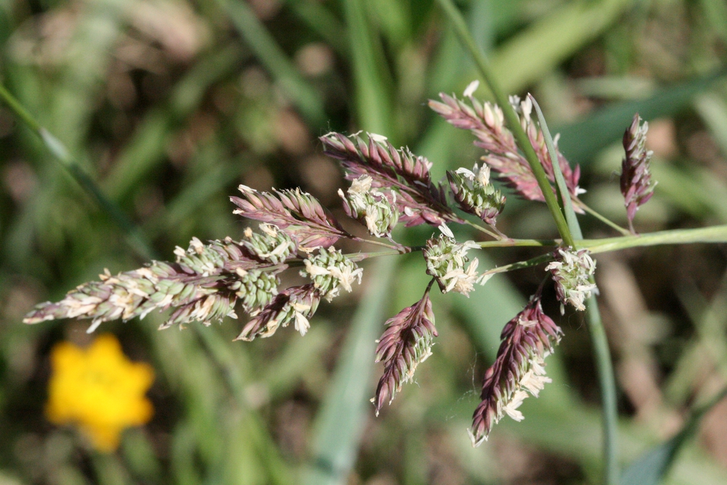 Stem