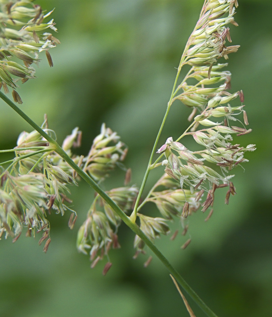 Stem