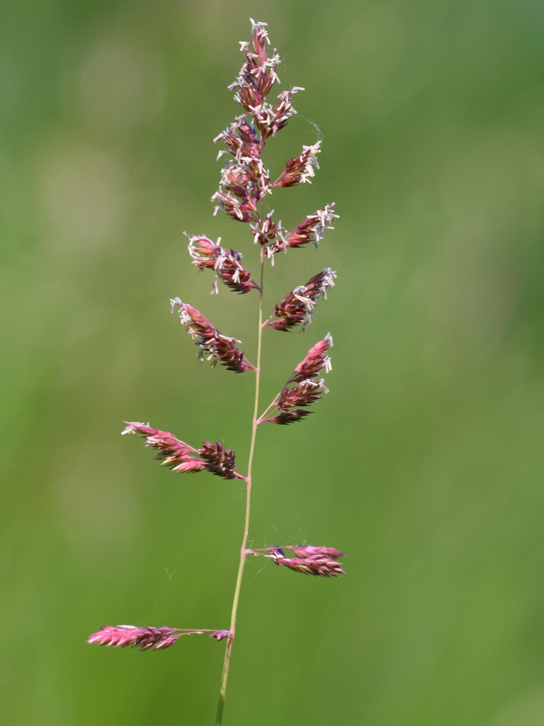 Stem