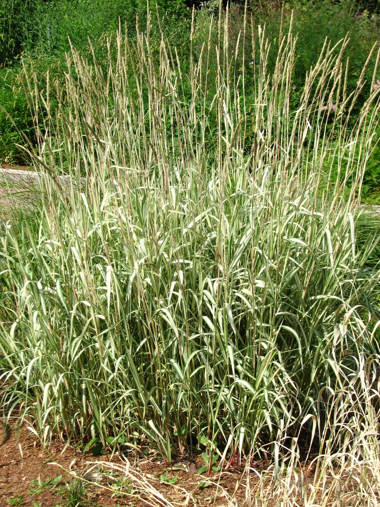 Form
