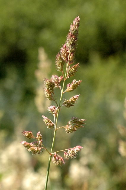 Form