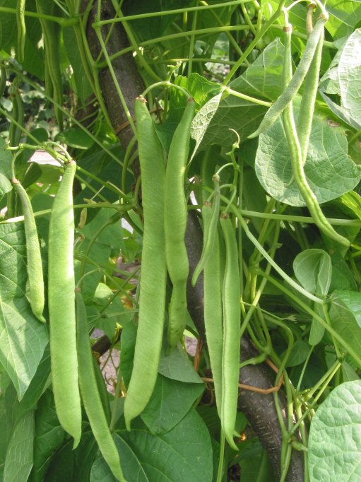 Fruit
