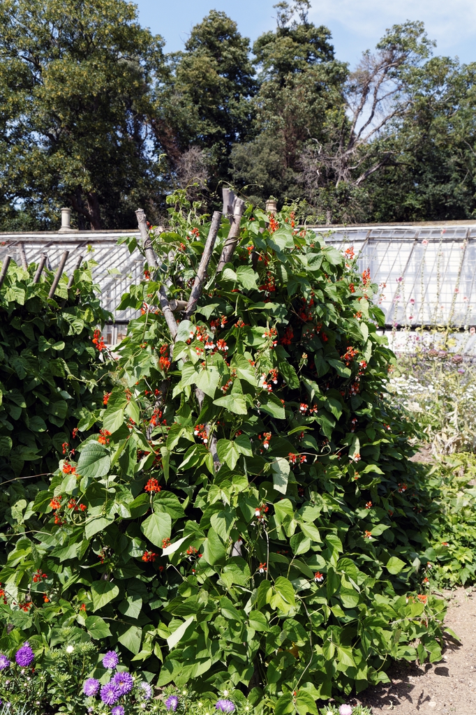 Mature plant in bloom