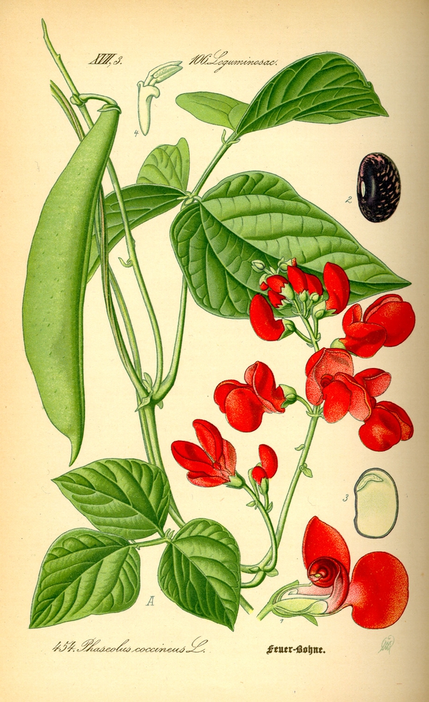 Botanical Illustration