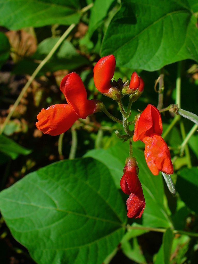 Flower and Leaves