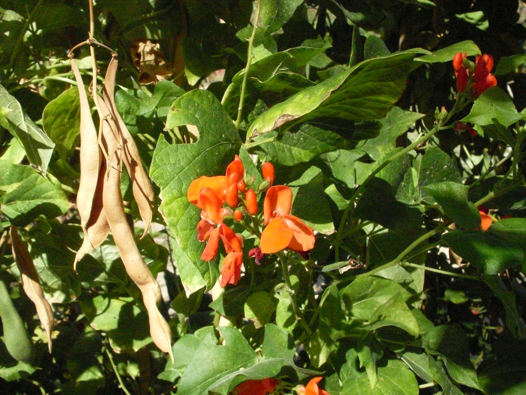 Form