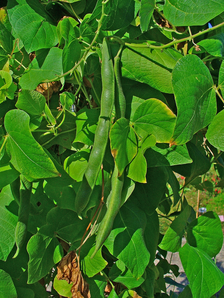 Fruit