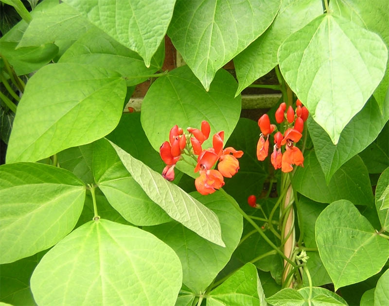 Flowers and Leaves